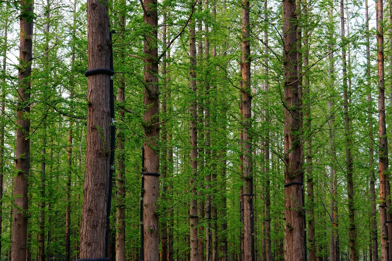 Alberi alti e pannelli solari: ecco come evitare cali di produzione senza stress